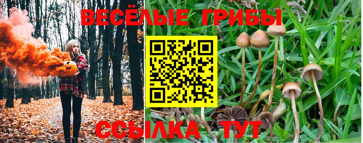 Псилоцибиновые грибы Cubensis Электрогорск